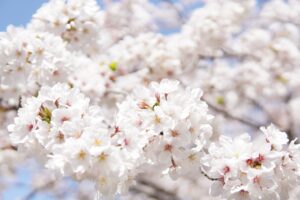 佐賀のパワースポットで金運をアップさせる方法は？