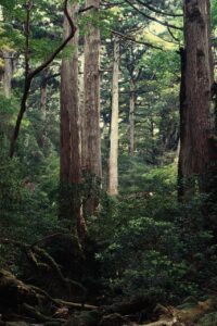 屋久島のパワースポットで心身を癒す場所は？