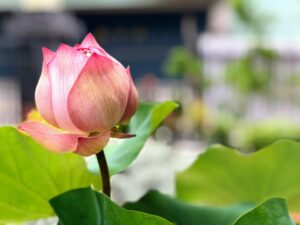 商売繁盛の神社を訪れる際のおすすめの参拝方法は？