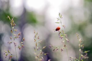 太宰府天満宮のお守りの効果は本当にあるのか？