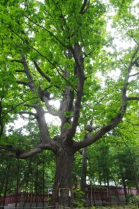 宇佐神宮参拝方法を知ってスムーズに参拝するには？