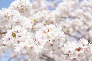 佐賀のパワースポットで縁結びにおすすめの場所は？